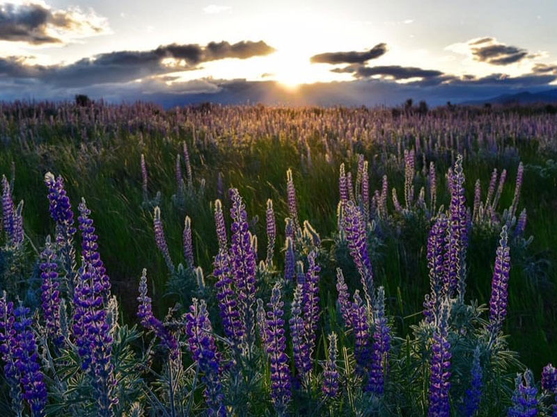 Nature